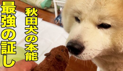 熊をも恐れない・秋田犬の本能が目覚めた！最強日本犬伝説【VLOG】