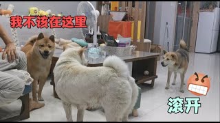 田园犬小白错把自己当公狗，对灰灰展开了猛烈追求，灰灰烦不胜烦