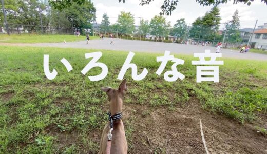 保護犬子犬と公園を3つハシゴしたら・・・【Day38】