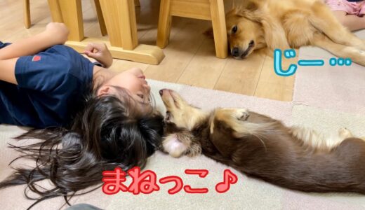 コロコロ転がる小型犬のモノマネしたらこうなった！ゴールデンレトリバーのクッキーとミニチュアダックスフンドの子犬ショコラとの幸せな日常