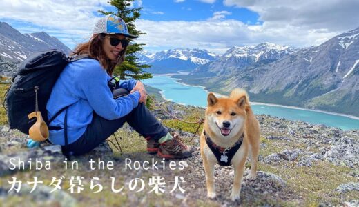 【絶景の展望】雪渓ではしゃぐカナダの登山犬、柴犬ナラ｜4K｜Shiba Inu Nara, enjoyed off trail hiking in Kananaskis Country