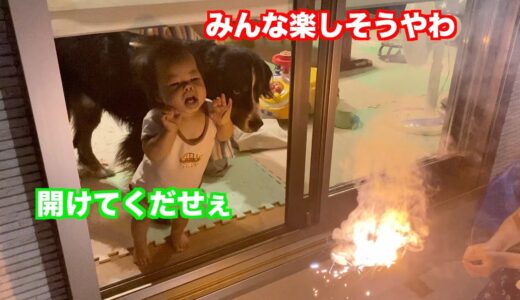 【犬と赤ちゃん】花火に参加したい赤ちゃんと　バーニーズマウンテンドッグ　 bernese mountain dog