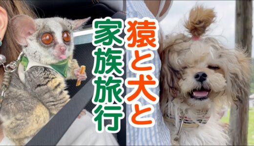 猿と犬と家族旅行 – Weekend Trip – Pizzatoru the Bushbaby / ショウガラゴのピザトル