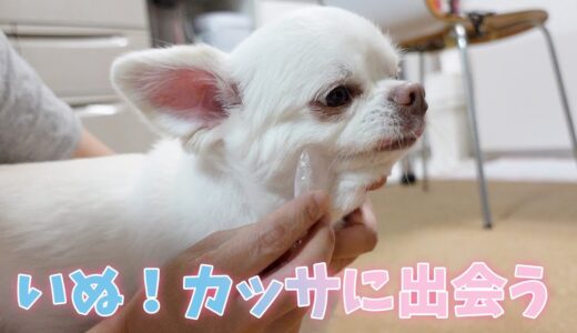 犬に初めて「カッサ」を使ったら気持ち良かった模様