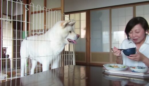 【秋田犬ゆうき】人間の食事をおねだりするようなことは無いが実に食べにくい【akita dog】