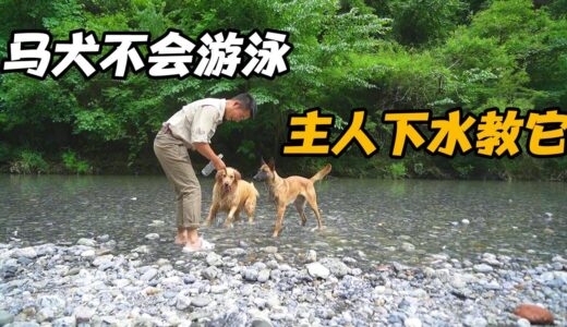 主人带着马犬下河游泳，在岸边怕的要命，这马犬能学会游泳吗【小白的奇幻旅行】