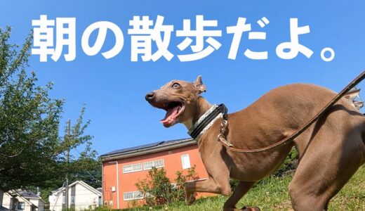 保護犬とこんな風に1日をスタート。預かりボランティアVlog【Day47】