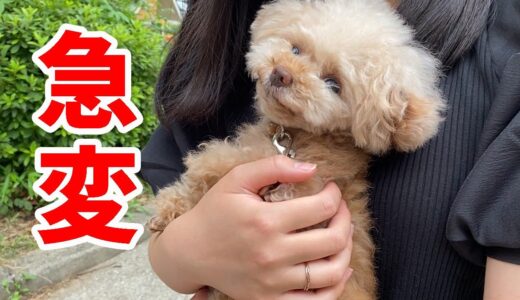 めちゃくちゃ吠える犬を抱っこしてもらったらこうなったｗｗ【トイプードル】