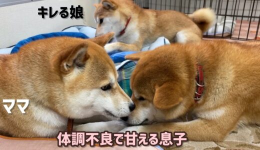 体調不良の弟犬はママに甘え、全集中の娘犬はママにキレるw