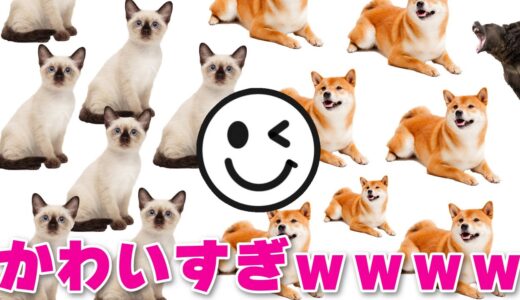 みんなに「犬or猫」聞いてみたら大戦争勃発したｗｗｗ【ツッコミ】【アンケート】