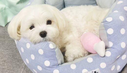 【気まぐれ】遊びに誘ってきたのに唐突に飽きる犬がマイペース可愛い【マルチーズ】