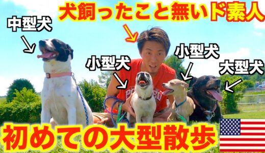 犬飼ったことないド素人が犬4匹と散歩したらバカいい思い出になった