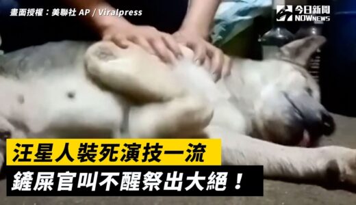 金犬獎影帝是你？汪星人裝死演技一流　鏟屎官祭出大絕竟秒醒裝萌