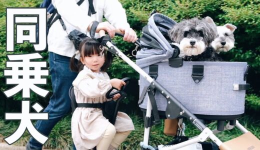 犬と子供がなかよくお出かけできるようになりました【シュナウザージジトト】