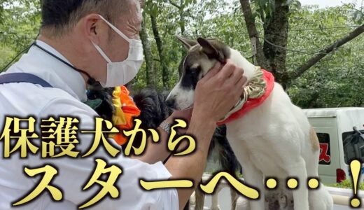 ついにスターへの第一歩を踏み出した保護犬たち。