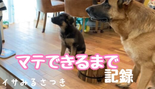 犬を迎えた初日から【仔犬マテ】が出来るまで　ジャーマンシェパードの仔犬　多頭飼いのご飯