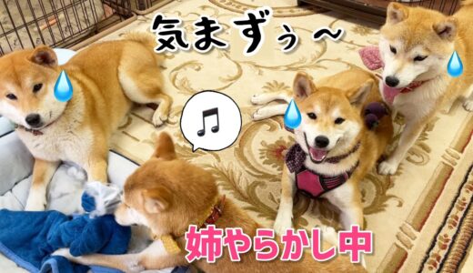 やらかした姉犬を見て気まずい雰囲気になる兄妹犬www