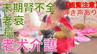 大場久美子【老犬介護No.47】日に日に弱っていく息子わん太。一生懸命生きようとしている我が子を抱きしめて・・・