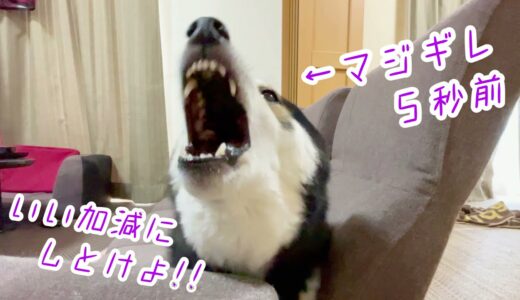 とうとうマジギレ？！我慢しすぎた犬は、こうなります