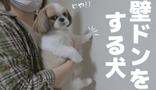 【壁ドン】賢い犬は壁に手をつくらしいです【シーズー】