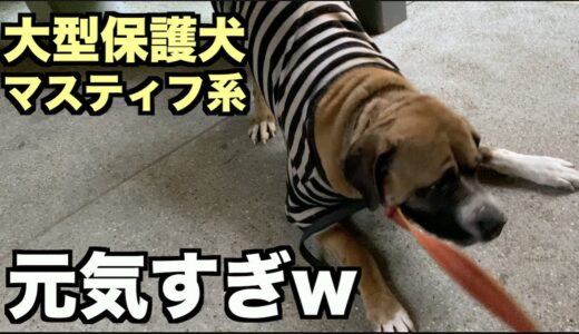 大型マスティフ系保護犬・術後は元気！【77 78日目】