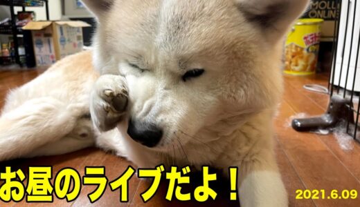 お昼です秋田犬そうすけ君とのんびりライブ配信