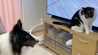 🐈親子猫の家に初めて犬のお友達がやってきた！