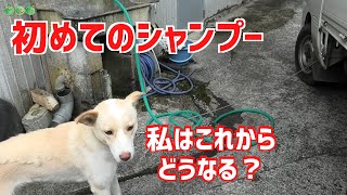 臭い＆抜け毛のひどい犬！ハナちゃん初めてのシャンプー！