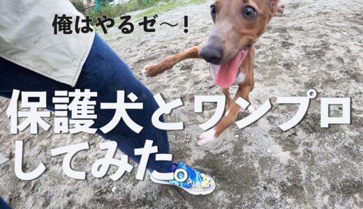 元気な保護犬子犬と人間がドックランでワンプロした日のVlog【Day43】