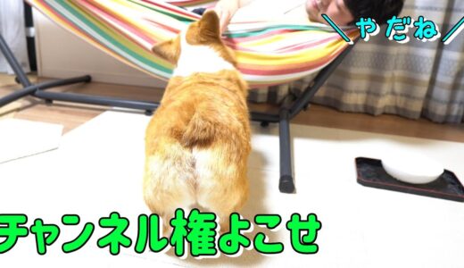 家族のチャンネル権争奪に巻き込まれるコーギー犬