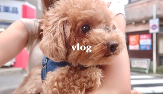 犬がいるオフィスの日常〔vlog〕