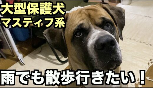 大型マスティフ系保護犬・雨でも散歩【60 62日目】