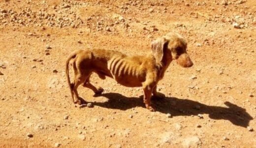 道の真ん中にいたガリガリの犬。捨てられた犬を保護するため背中に背負って40km離れた自宅に連れ帰った2人の優しさに心打たれる【動物 感動する話】