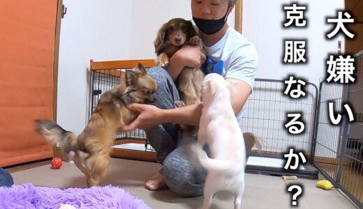 極度の犬嫌いの愛犬が実家の犬と１１日間ずっと一緒に過ごした結果…【ミニチュアダックス】【チワワ】