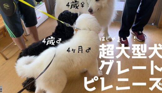 真っ黒な犬が病院イチ目立った日