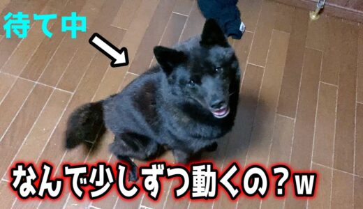 甲斐犬一休、散歩が楽しみすぎて「待て」できない