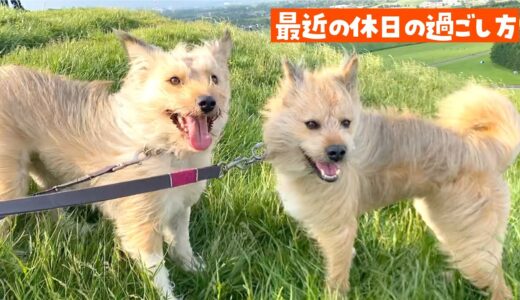 休日最高！山頂で風に吹かれて喜ぶモジャ犬姉妹