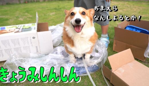 【大型プール組み立て】見守るコーギー犬