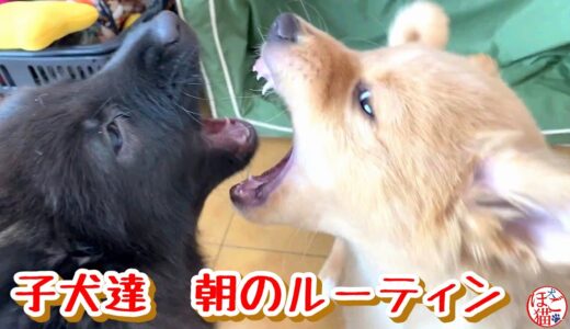 【捨て犬　子犬　保護】子犬達の朝のルーティン