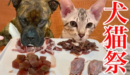 大食い犬は生肉を豪快に食べるが子猫は初マグロを食べる？【ASMR】