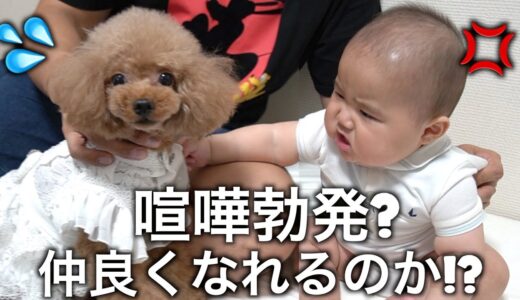 おばあちゃん家の犬とどうしても仲良くなりたい赤ちゃん