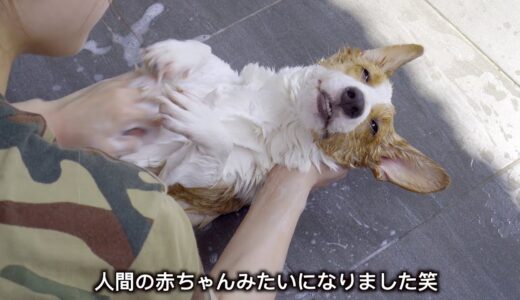 お風呂が気持ち良いすぎて眠りに落ちたコーギー犬が超かわいい！！！