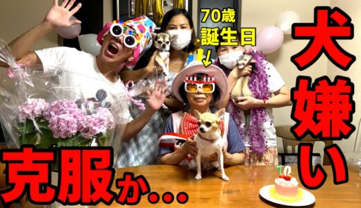 犬嫌いの母親が70歳の誕生日で浮かれている時に愛犬を近づけると仲良くなれるか検証しました