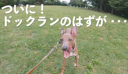 ドックランに行きたかった保護犬と行かせれなかった飼い主【Day47】