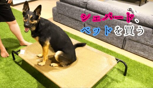 大型犬におすすめのベッドを買ってもらったシェパード犬、寝る？【German Shepherd】 My Dog Got Her Own Bed Recommended For A Big Dog