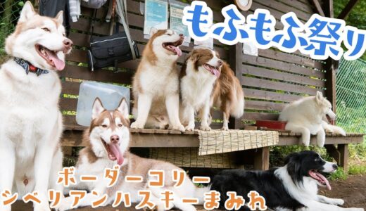 【仲良しすぎ！】犬達の絡みは見ていて幸せ♪パワフルなボーダーコリーとおしゃべりハスキー【もふもふドッグラン】