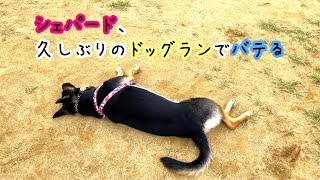 シェパード犬、久しぶりのドッグランではしゃぎすぎてバテる【German Shepherd】 My Dog Just Becomes Tired At The Dog Park