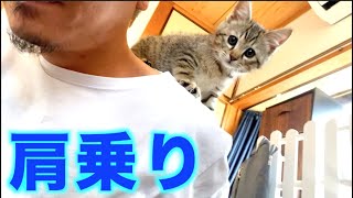 肩猫と水喰い犬。