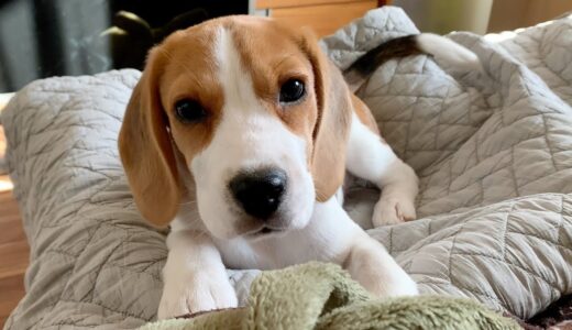 子犬の底なしの体力に戦線離脱する先住犬【ビーグル多頭飼い】Beagle Puppy