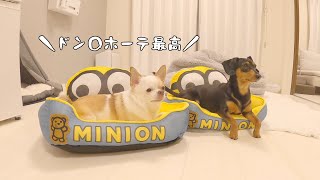 少し早いけど犬の夏用ベッドを新調しました